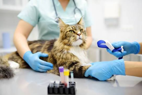 4 Common Preventive Services Offered By Animal Hospitals